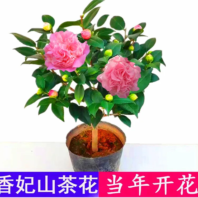 香妃重瓣茶花浓香型盆栽树苗阳台庭院香水茶花原杯原土带花苞发货