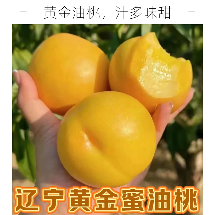 辽宁山地种植黄金蜜无毛油桃新鲜当季净重4.5斤产地直发坏果包赔