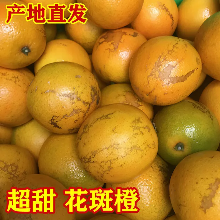 云南哀牢山褚橙之乡花斑果冰糖橙新鲜孕妇水果包邮