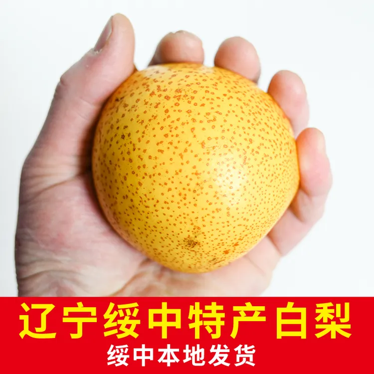 正宗绥中白梨五斤产地直销当季新鲜采摘精品大果粉丝福利东北白梨