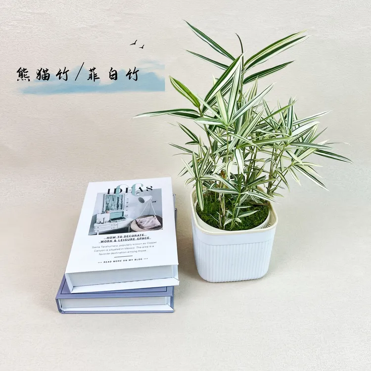 【熊猫竹/菲白竹】正宗小竹子盆菲白竹苗室内养阳台卓摆好养植物