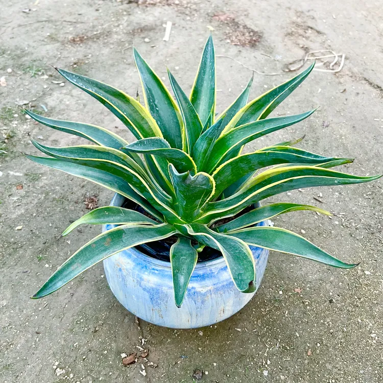 金边龙舌兰多肉植物水利地栽水培盆栽皆可景观植物庭院造景必备