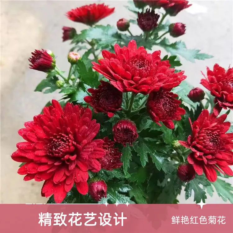 四季荷兰菊带花苞发货四季开花盆栽阳台庭院月月菊花卉耐寒易活