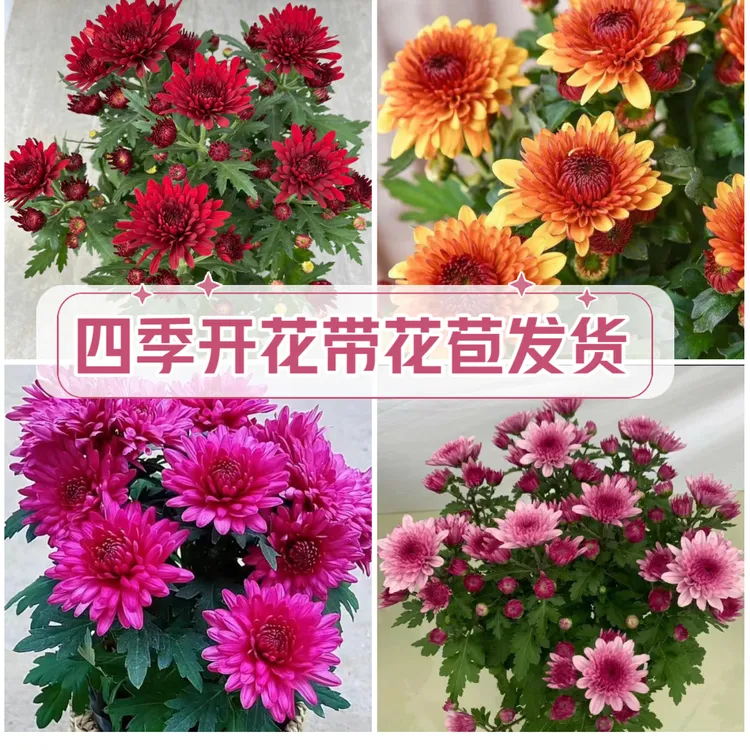 【带花苞】新品重瓣荷兰菊四季菊盆栽四季开花阳台庭院花卉耐寒易活