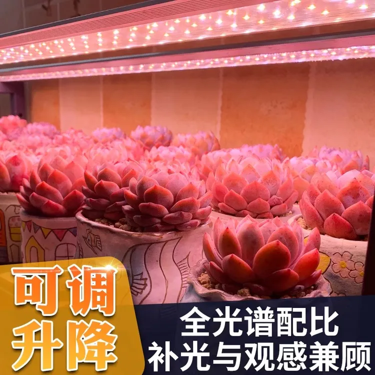 《王开心 推荐》喜维曼多肉补光灯家用上色全光谱室内LED植物生长灯