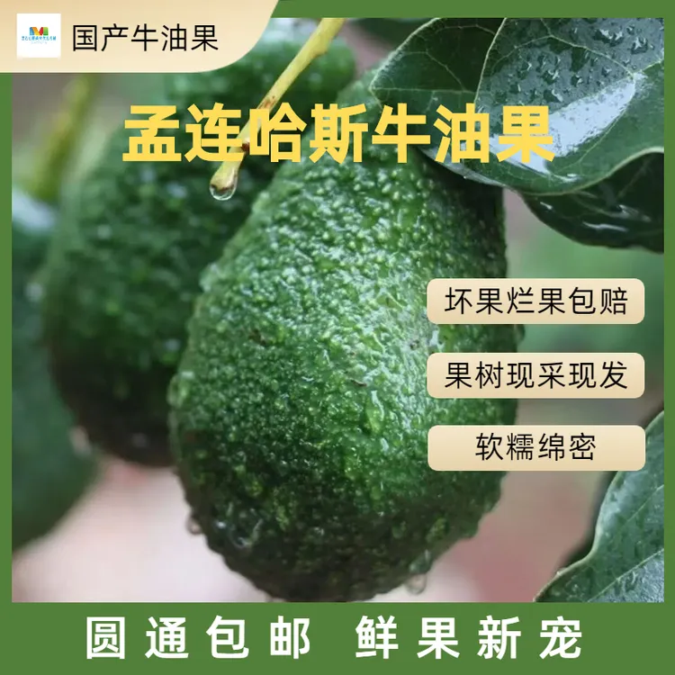 阿宝德好果当季鲜水果【大果】哈斯牛油果现摘现发整箱包邮代餐辅食