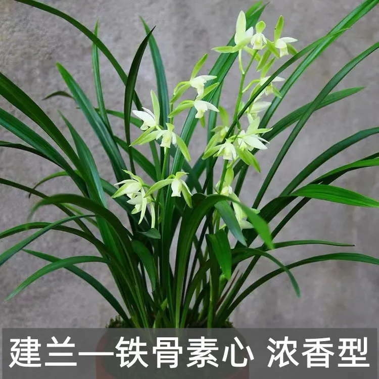 养兰建兰铁骨素心水养耐寒四季兰开花浓香室内绿植花卉盆栽客厅