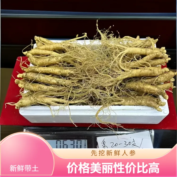 一斤30根左右多送10克长白山新鲜带土人参中条大小个头适中
