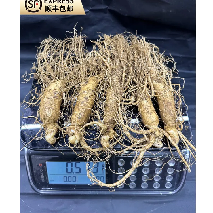 顺丰包邮500g5根人参长白山人参鲜参东北鲜参高丽参