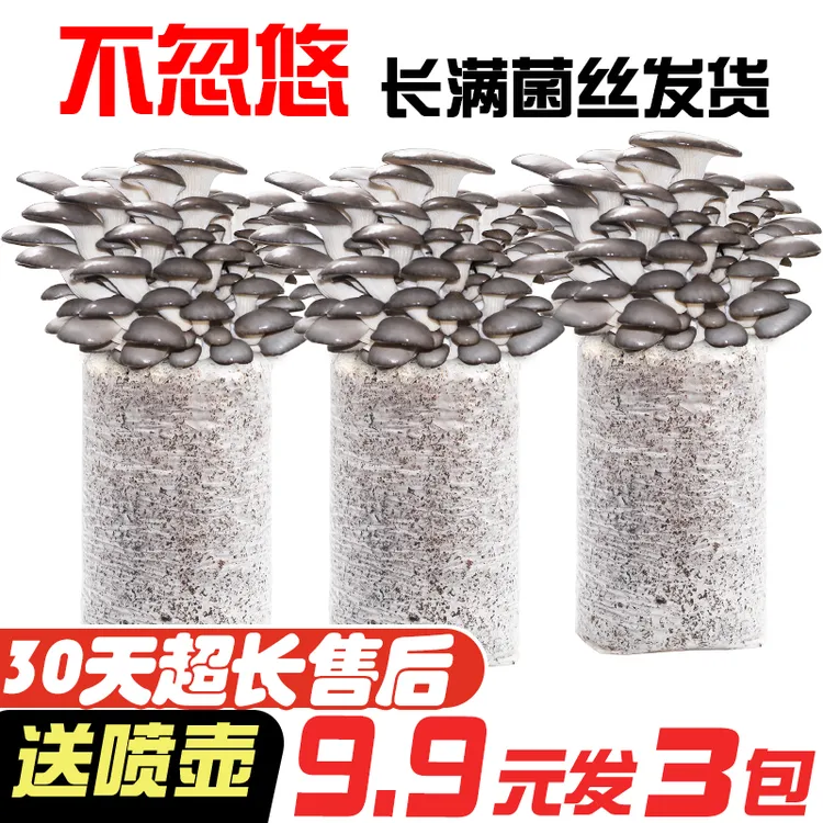 蘑菇菌包菌种种植包家种室内好种好玩菌菇包趣味种植菌棒菇种平菇