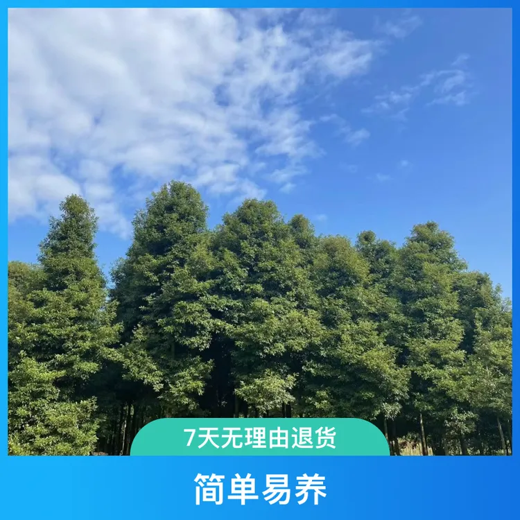 四川正宗金丝楠木小叶桢楠2公分到15多规格