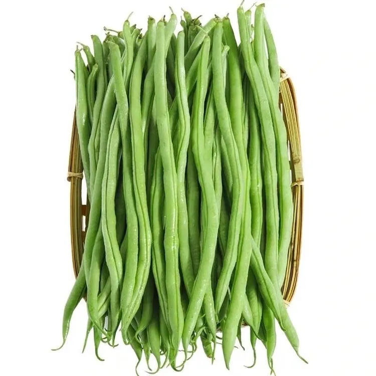 东北架豆王四季豆脆嫩自种新鲜采摘农家豆角【顺丰包邮】