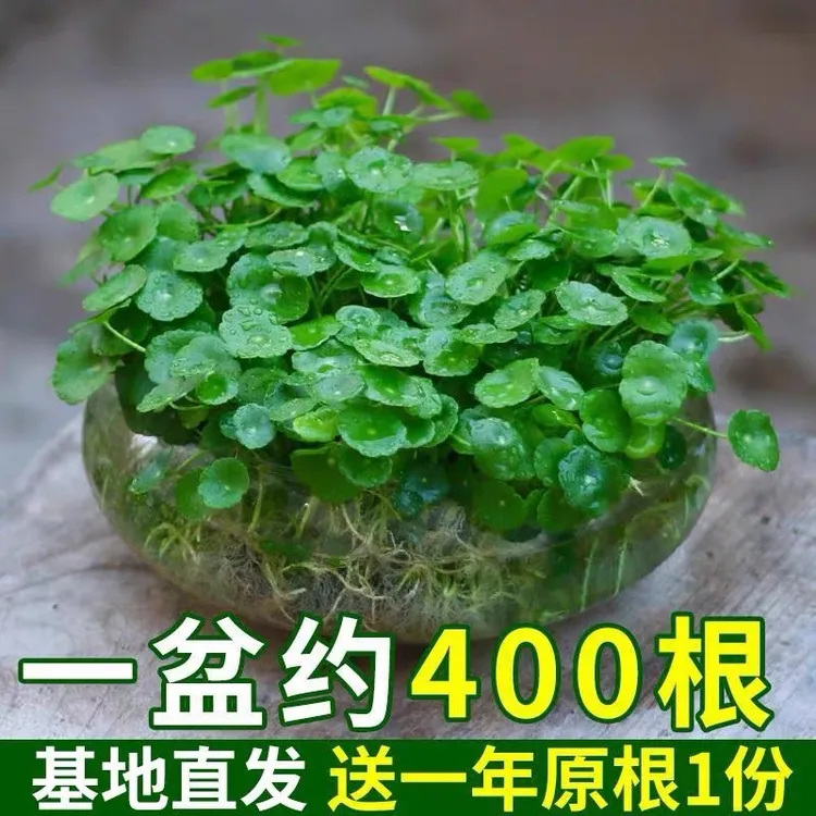 【福利】铜钱草水培植物室内办公室桌面盆栽花卉四季常青绿植金钱草