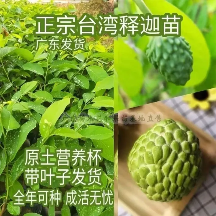 【释·迦·】种苗 番荔枝种苗 林檎种苗盆栽地栽适宜南方栽种