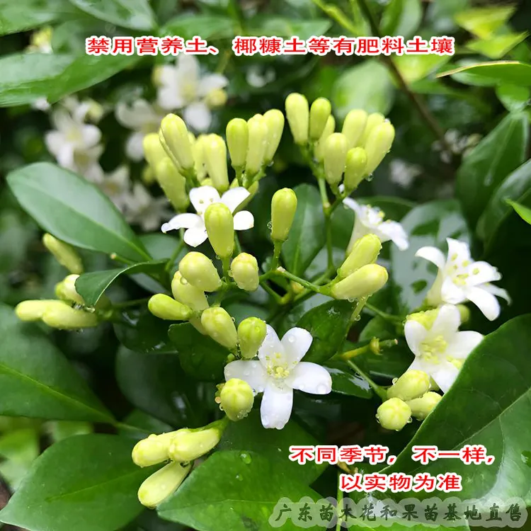 九里香盆栽白色花四季常青七里香庭院阳台绿植【记得看种植教程】