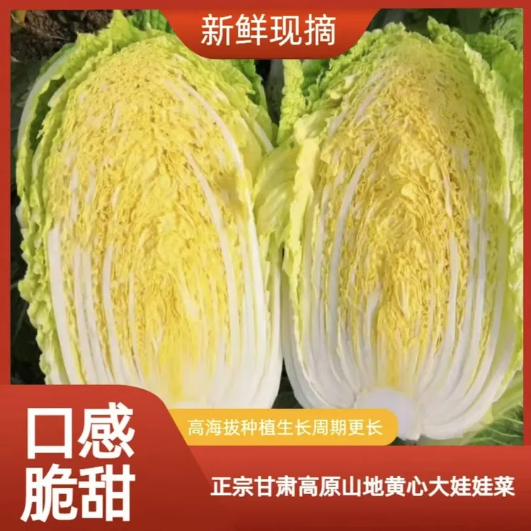 甘肃高原霜打露天精品黄心娃娃菜 现摘现发