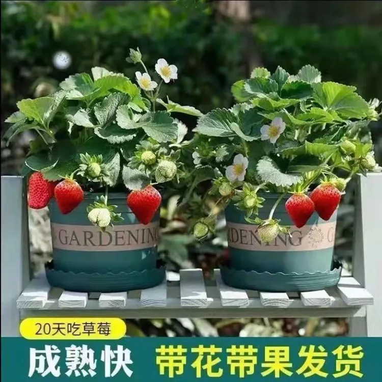 【加仑盆原盆原土】大盆栽草莓苗盆栽地栽阳台庭院花园观赏春季亲子