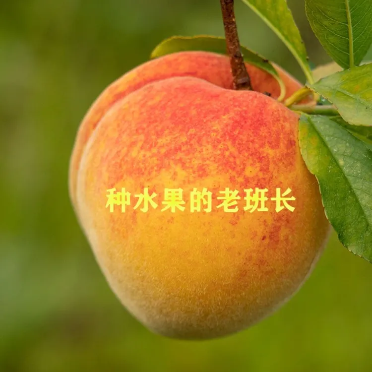 老班长锦绣黄桃9-12颗装，净重5斤左右，带盒子不超过6斤