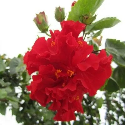 扶桑花苗 巨大花重瓣 朱槿重瓣带花 盆栽四季 桑叶牡丹绿植大红花