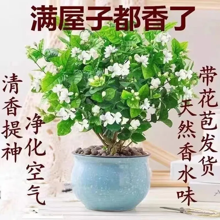 重瓣茉莉花盆栽好养带花浓香型室内外阳台驱蚊虫净化空气四季开花
