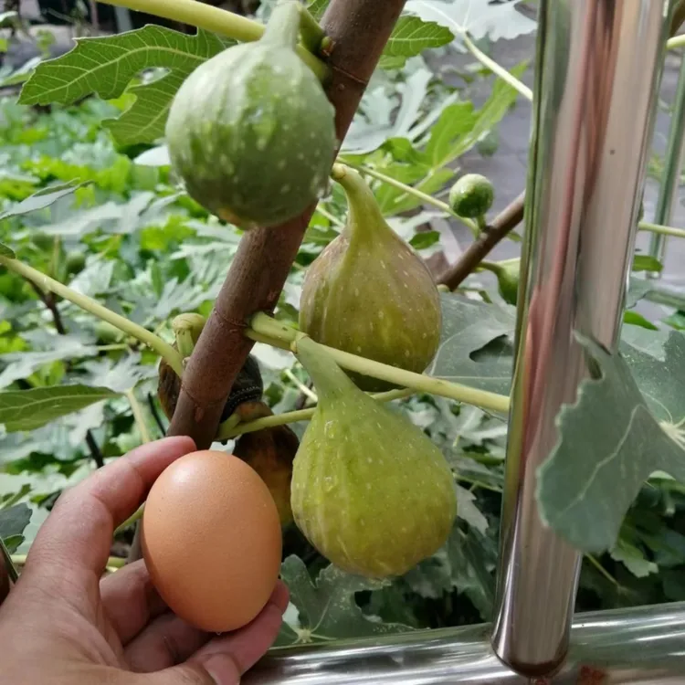 无花果树苗盆栽地栽特大果树苗波姬红南方北方种植庭院当年包结果