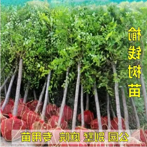 庭院树苗榆钱树苗榆树苗可以吃的榆钱树风景树盆景地栽榆钱树庭院
