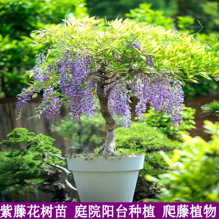紫藤花树苗爬藤植物多花紫藤萝树苗阳台盆栽庭院老桩耐寒耐热植物