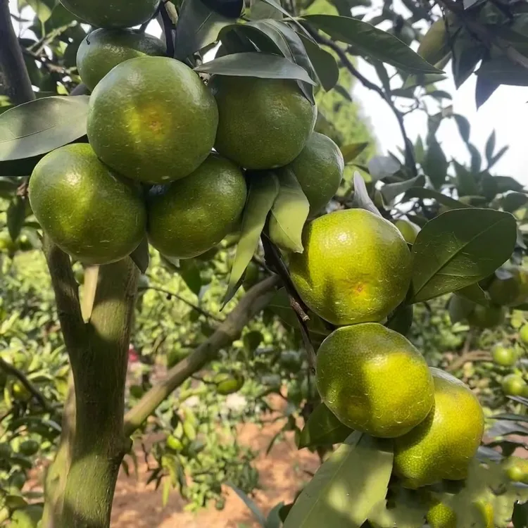 青皮蜜橘果树苗橘子苗树无籽桔甜桔沙糖桔柑橘南方种植当年结果