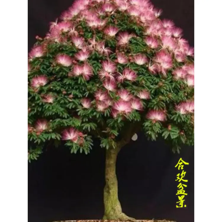 合欢树盆景庭院阳台观叶观花植物桌面盆栽合欢树桩合欢花树苗耐寒