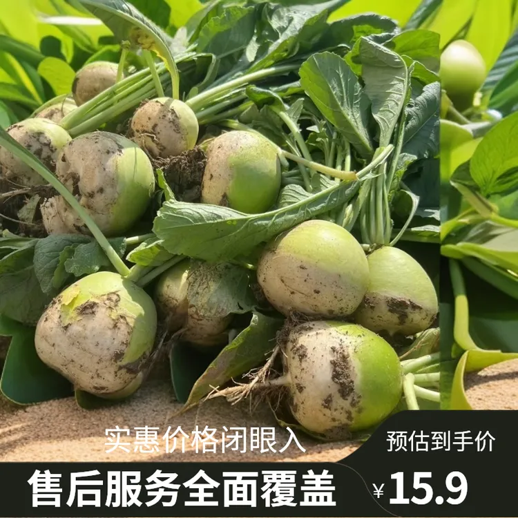 露天沙土地农家菜园新鲜半头青萝卜