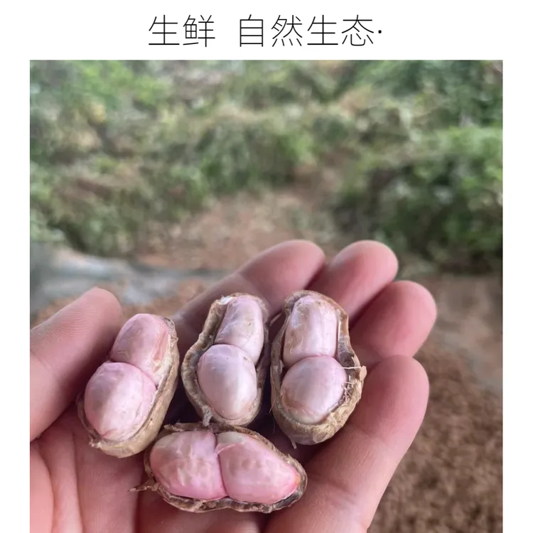 新鲜现挖带壳湿花生农家自种可水煮凉拌当季花生生花生带壳新鲜