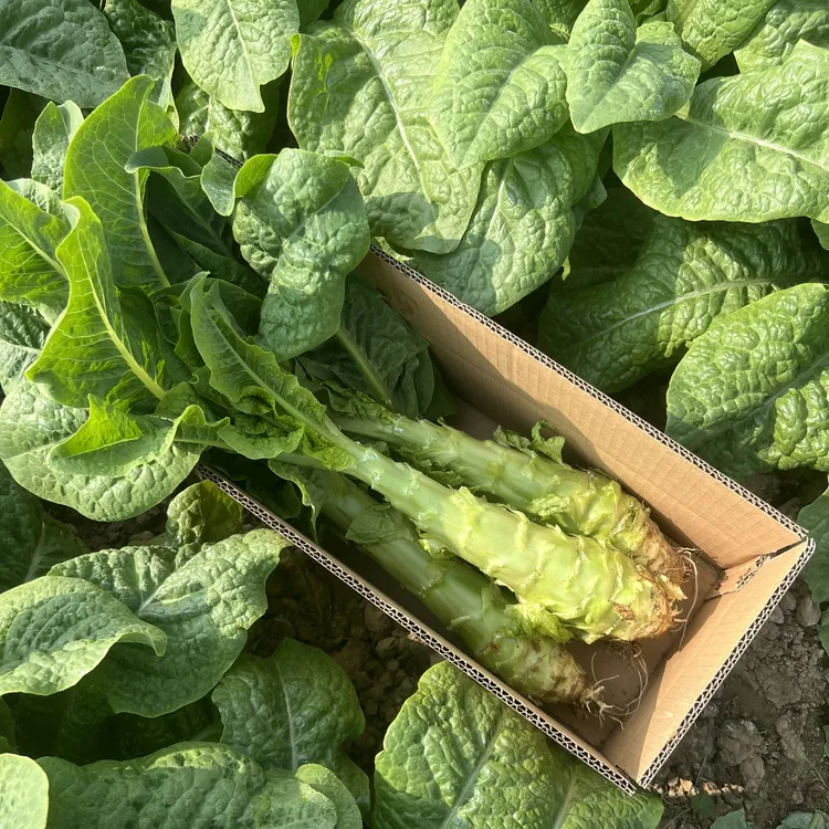 新鲜莴笋紫叶香莴苣露天种植时令蔬菜现摘现发