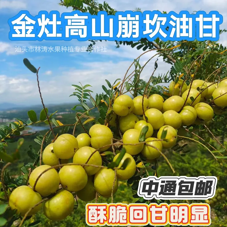 新鲜潮汕油甘果油柑酸甜可口可生吃煲汤的美味水果榨汁油甘汁