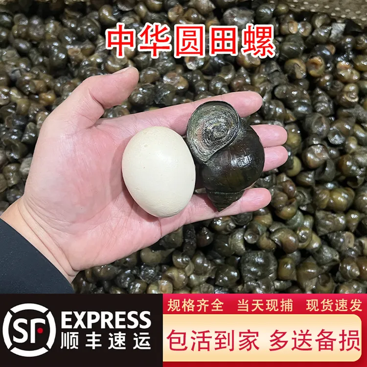 顺丰包邮稻田大田螺新鲜清水鲜活大田螺活体大号螺蛳超大田螺精品