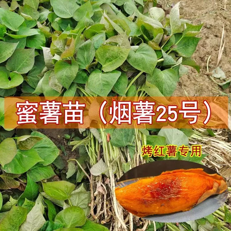 红薯地瓜苗烟薯25西瓜哈密薯黄番红心秧种板栗高淀粉芽子红薯苗