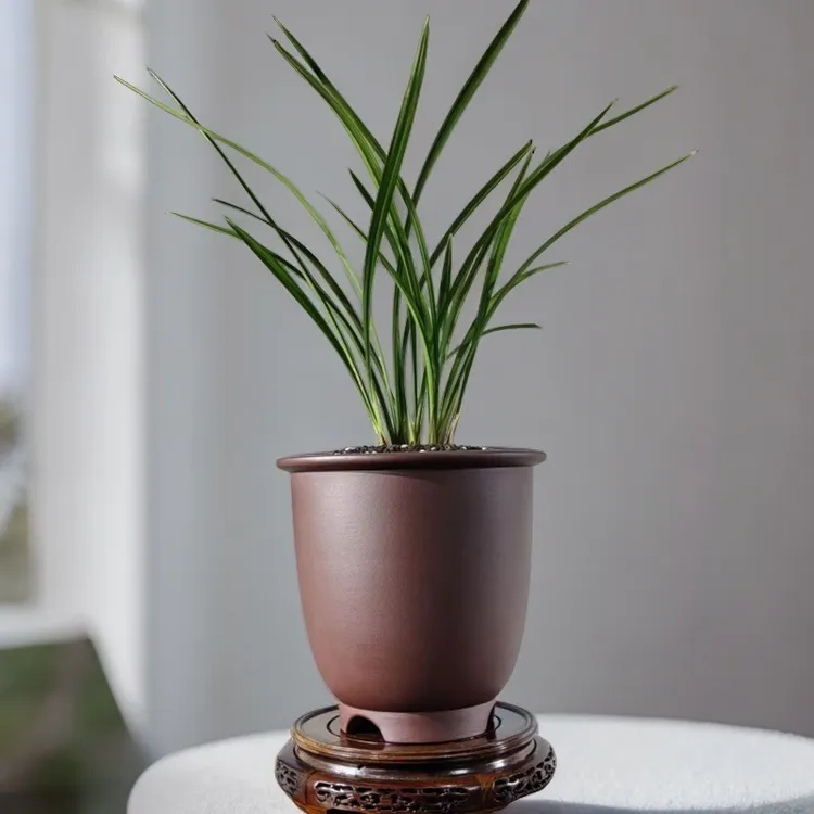 宜兴紫砂花盆君子兰蕙兰建兰 兰花盆【高足金钟】