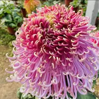 【貂蝉拜月】特大金丝菊花盆栽菊花苗耐寒植物开花大菊花带花苞 