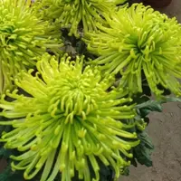 【绿安娜】菊花盆栽菊花苗耐寒植物开花大菊花带花苞好养