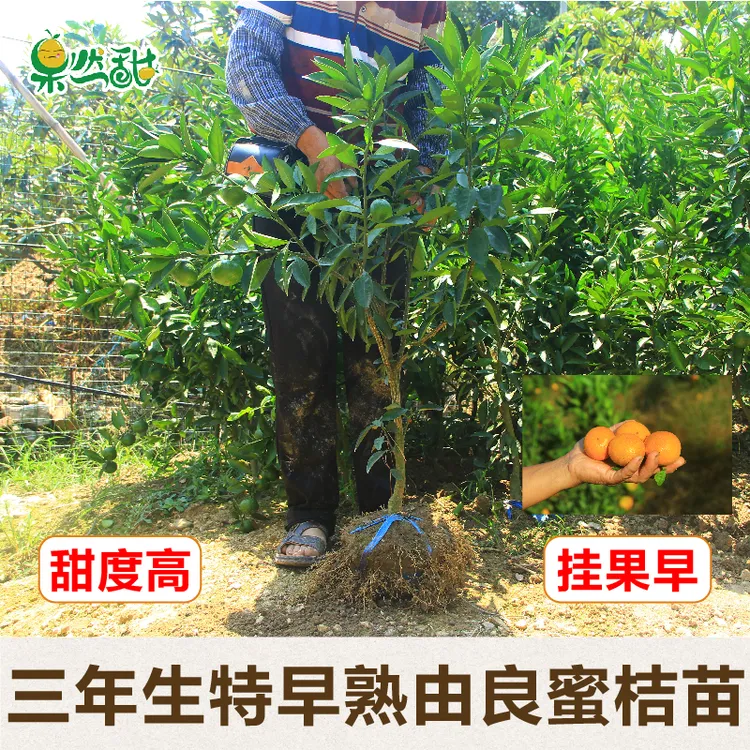 果然甜正宗3年生由良蜜橘苗桔子树苗别墅地栽盆栽结果苗移植苗