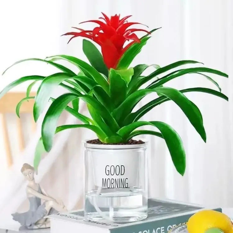 鸿运当头小红星盆栽花苗好养易活花卉绿植四季开花水培土培植物花