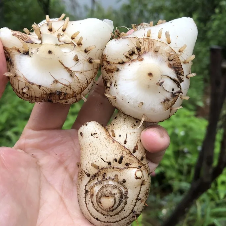 新鲜三叉白芨干白及片白及面膜粉白芨粉现挖白芨苗食用白芨