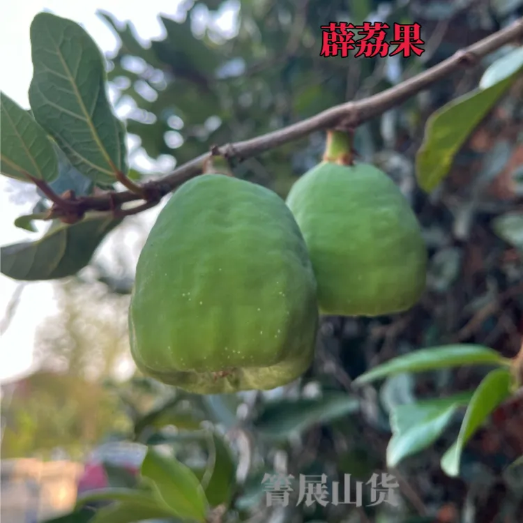 新鲜现摘中药材薜荔果霹雳果木莲果木馒头爱玉果冰粉籽凉粉果
