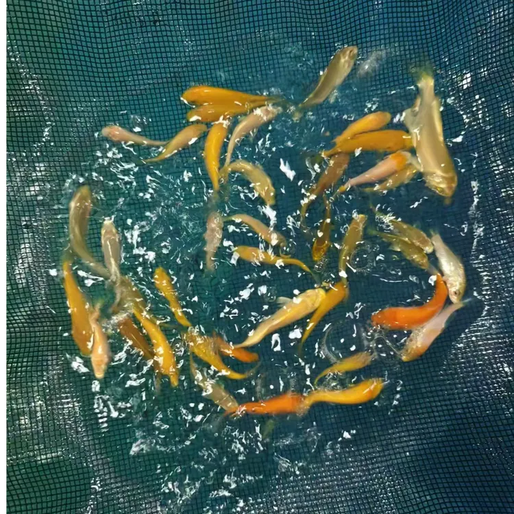 介子古黄金茶理鱼
