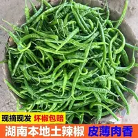 【湖南本地秋辣椒】湖南辣椒香辣土辣椒特辣中辣现摘现发
