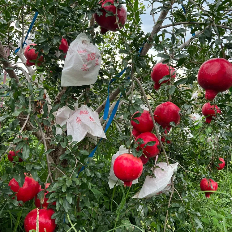 家庭庭院 室外盆景种植 红颜墨籽