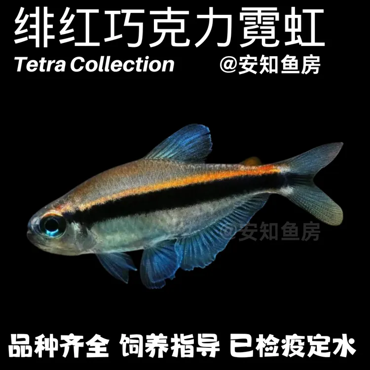 绯红巧克力霓虹灯鱼小型热带观赏鱼灯科鱼淡水观赏鱼