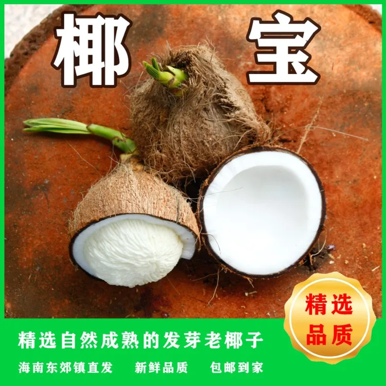 海南椰宝发芽老椰子2/4/6/9个装清甜可煲汤新鲜营养食用老椰子