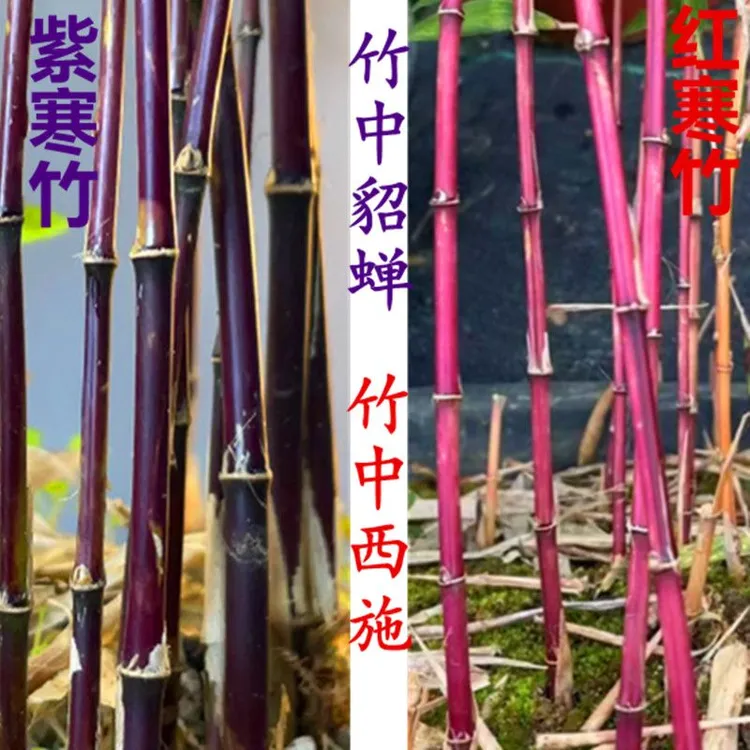 红寒竹红竹朱竹血红高档高端竹苗耐寒紫寒竹竹子室内阳台茶桌绿植