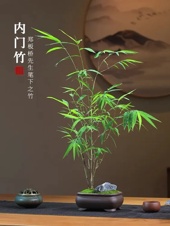 内门竹正宗台湾精品竹苗室内盆栽绿植老桩四季高雅禅意茶办公高档