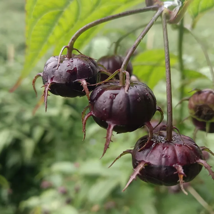 云南红果参新鲜现摘蜘蛛果酸甜多汁产地直发当季算盘果高原水果